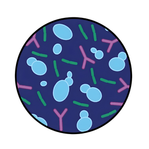 Lactobacillus Acidophilus& Rhamnosus