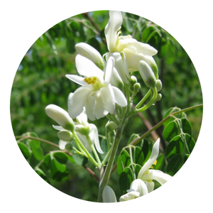 Moringa Oleifera